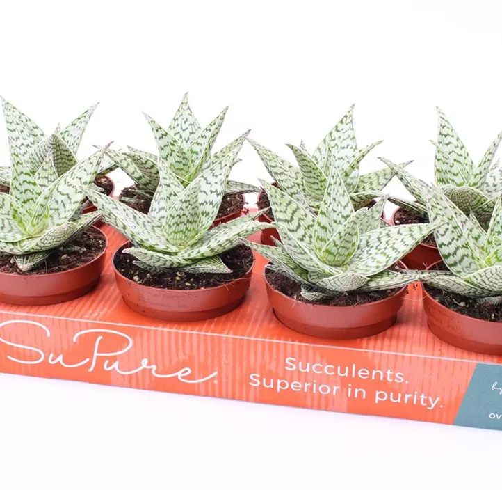 Aloe 'Demi' Aloe 'Demi'