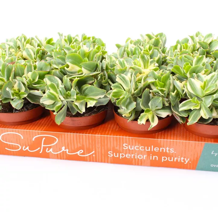 Dickblatt 'Curly Green' Dickblatt 'Curly Green'