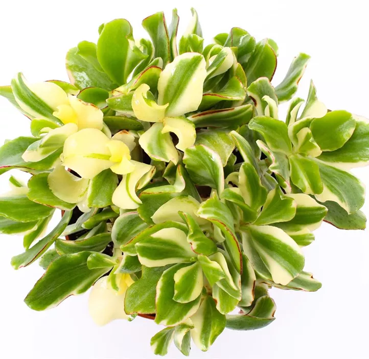 Dickblatt 'Curly Green' Dickblatt 'Curly Green'