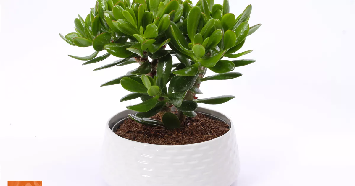 Crassula magical tree in Keramik Nice, Geldbaum 'Magical Tree' - Bellaflora