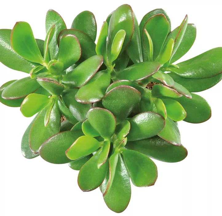 Geldbaum 'Magical Tree' Geldbaum 'Magical Tree'