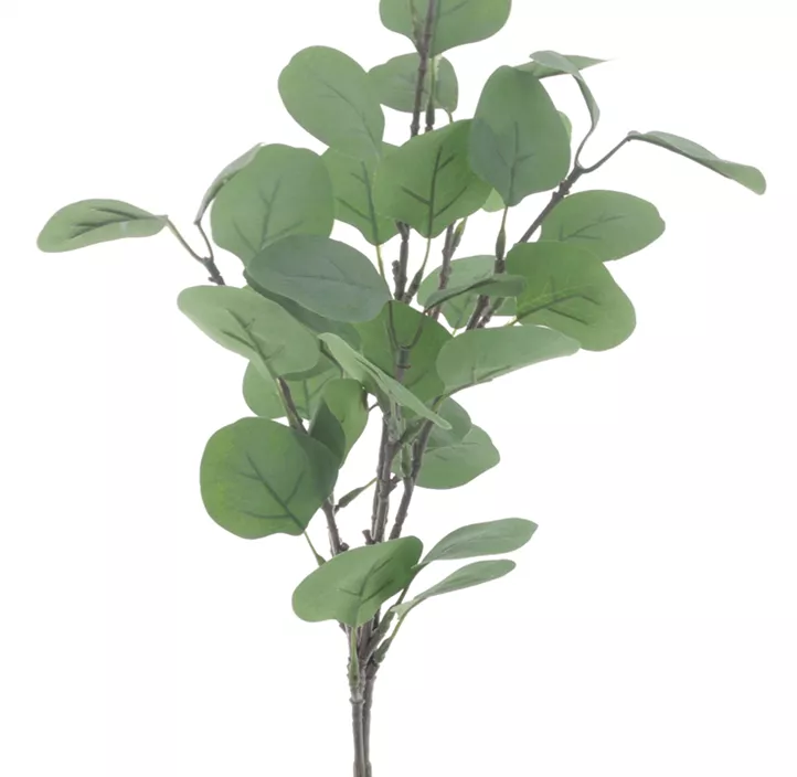 Eukalyptus Zweig