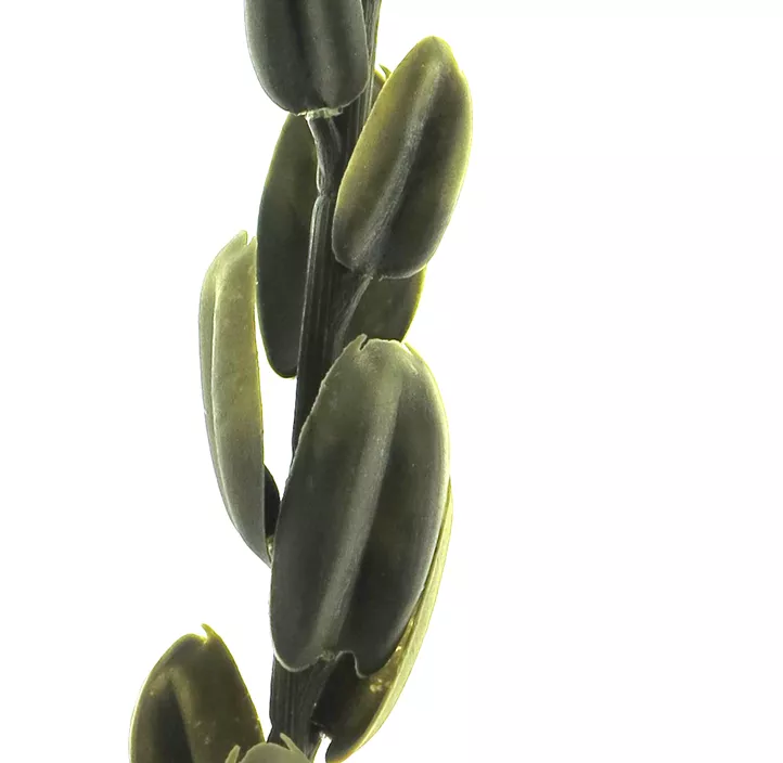 Protea Momba klein