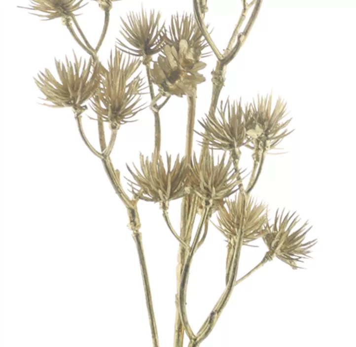 Zierdill-Zweig