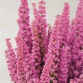 Erica gracilis Beauty Queen
