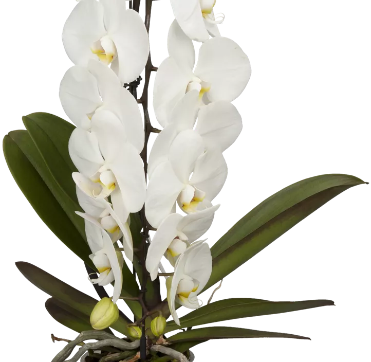 Schmetterlingsorchidee 'Formidablo' Schmetterlingsorchidee 'Formidablo'