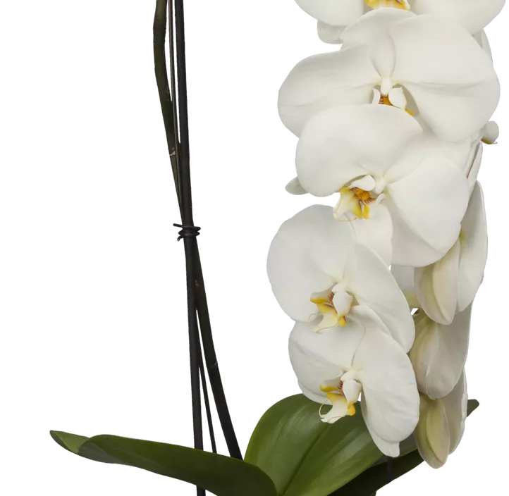 Schmetterlingsorchidee 'Formidablo' Schmetterlingsorchidee 'Formidablo'