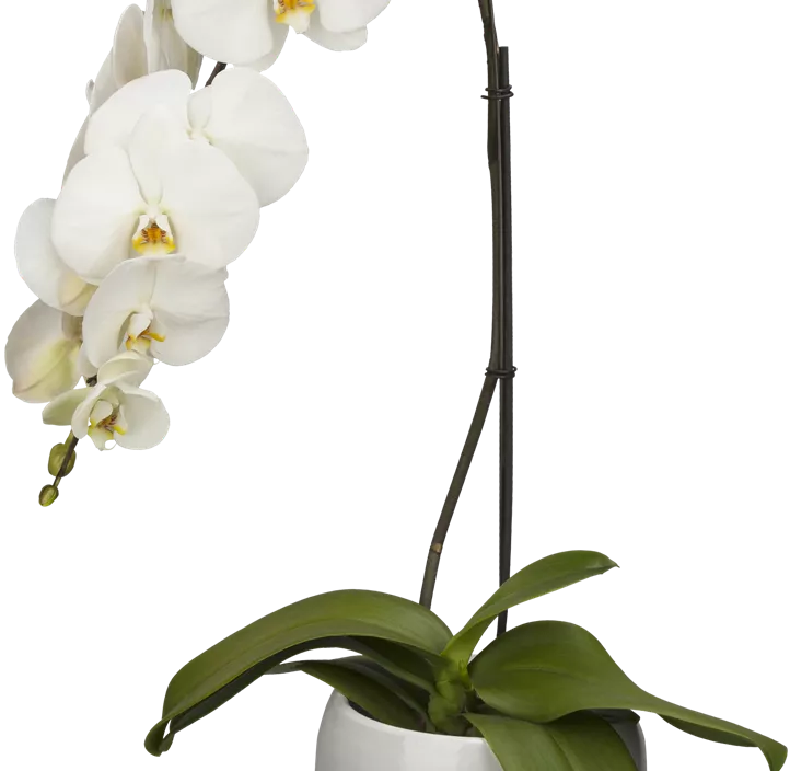 Schmetterlingsorchidee 'Formidablo' Schmetterlingsorchidee 'Formidablo'