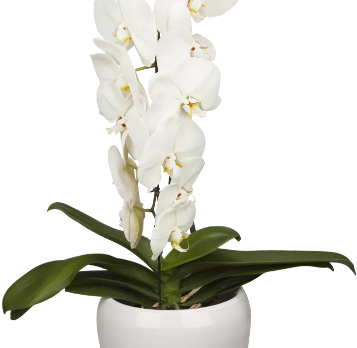 Schmetterlingsorchidee 'Formidablo' Schmetterlingsorchidee 'Formidablo'