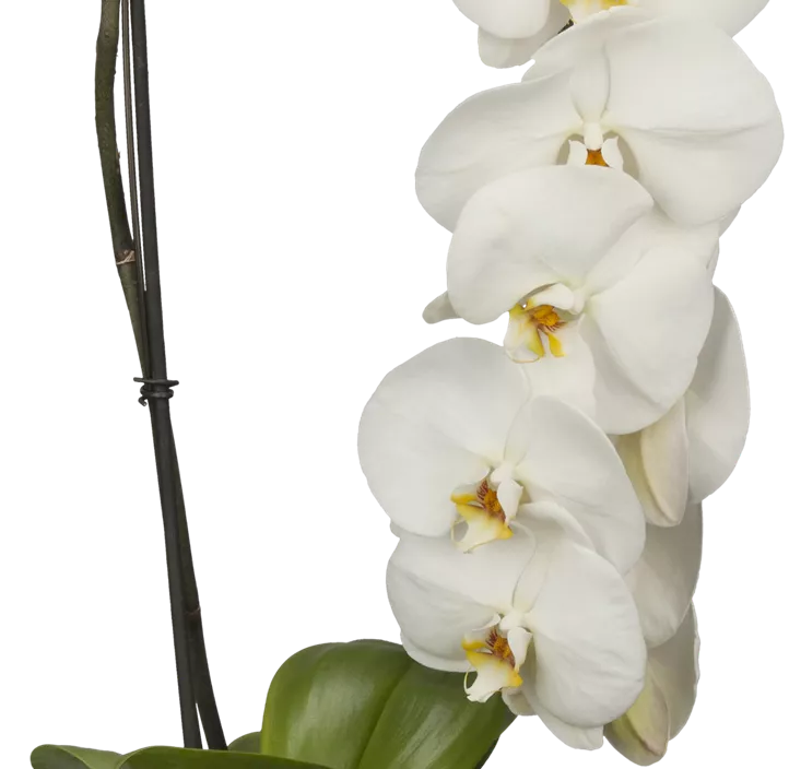 Schmetterlingsorchidee 'Formidablo' Schmetterlingsorchidee 'Formidablo'