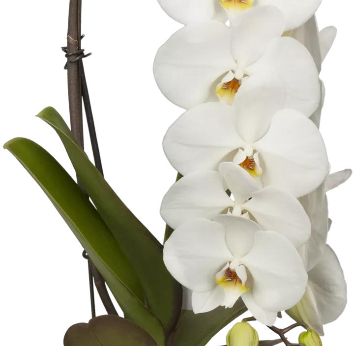 Schmetterlingsorchidee 'Formidablo' Schmetterlingsorchidee 'Formidablo'