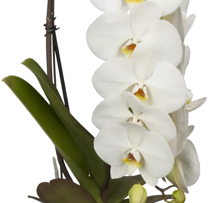 Schmetterlingsorchidee 'Formidablo' Schmetterlingsorchidee 'Formidablo'