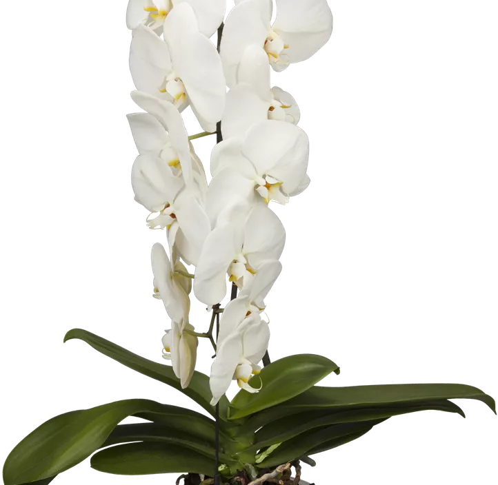 Schmetterlingsorchidee 'Formidablo' Schmetterlingsorchidee 'Formidablo'