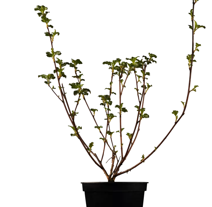 Fasanenspiere 'Diabolo'®