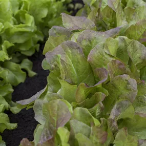 Lactuca sativa gemischt
