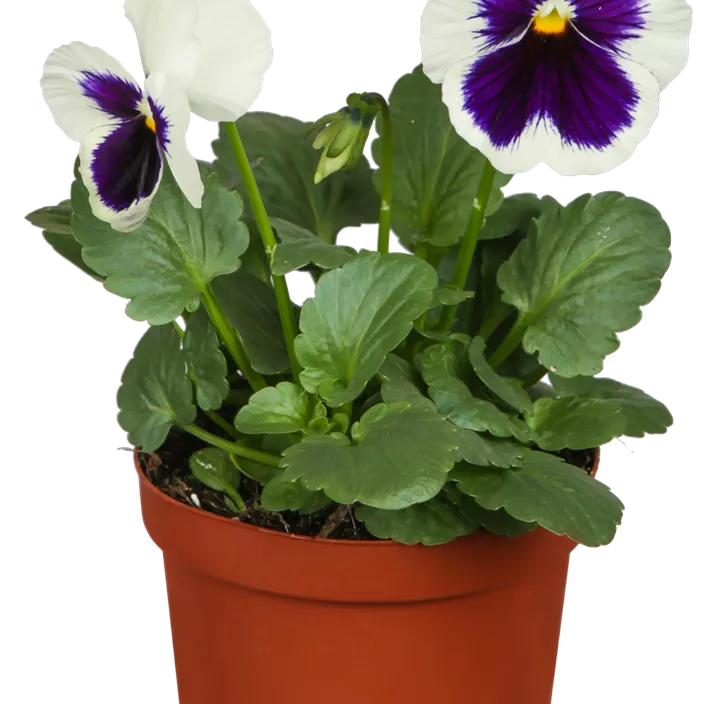 Großblütiges Garten-Stiefmütterchen Großblütiges Garten-Stiefmütterchen