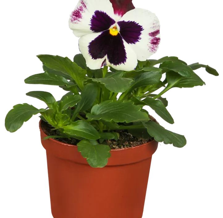 Großblütiges Garten-Stiefmütterchen Großblütiges Garten-Stiefmütterchen