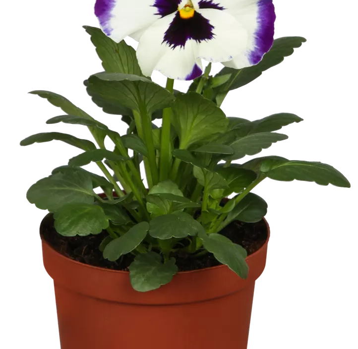 Großblütiges Garten-Stiefmütterchen Großblütiges Garten-Stiefmütterchen