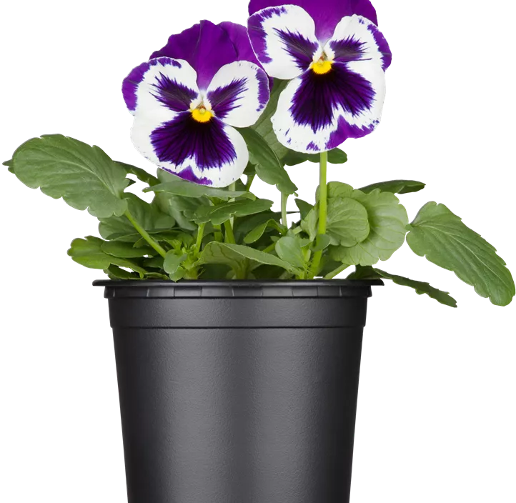 Großblütiges Garten-Stiefmütterchen Großblütiges Garten-Stiefmütterchen