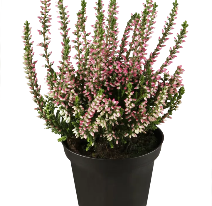 Knospenheide Beauty Ladies® Knospenheide Beauty Ladies®