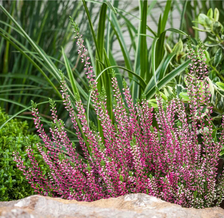 Knospenheide Beauty Ladies® Knospenheide Beauty Ladies®