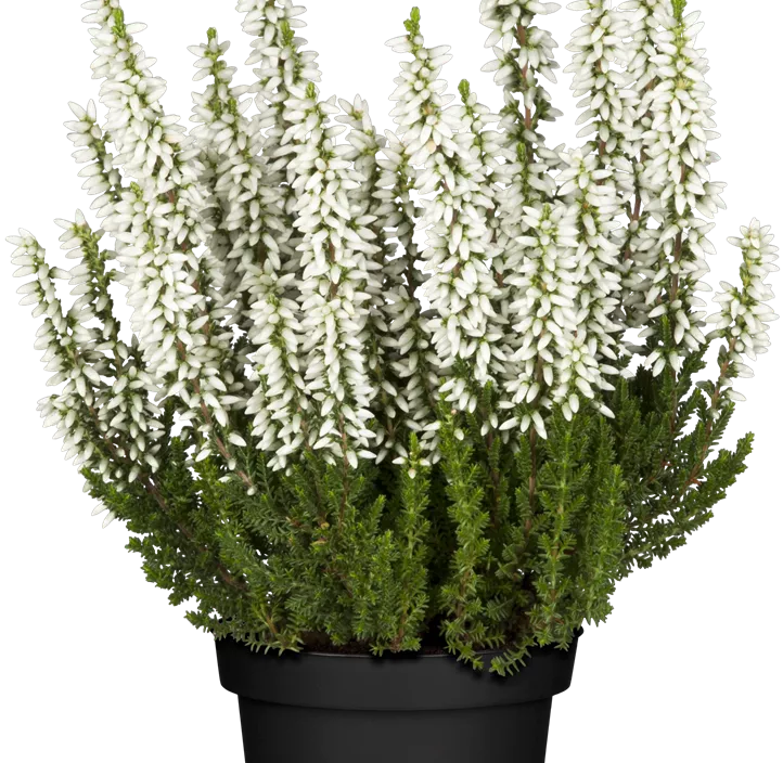 Knospenheide Beauty Ladies® Knospenheide Beauty Ladies®