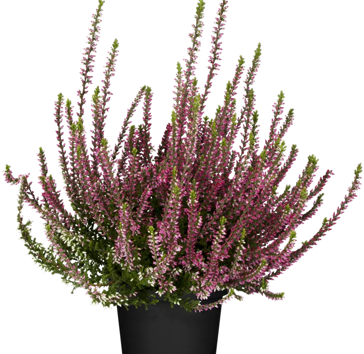 Knospenheide Beauty Ladies® Knospenheide Beauty Ladies®