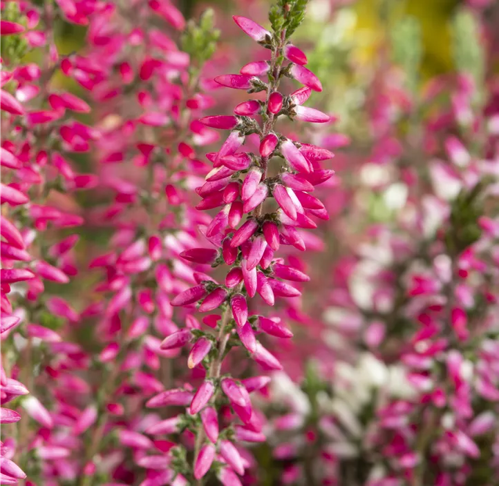 Knospenheide Beauty Ladies® Knospenheide Beauty Ladies®