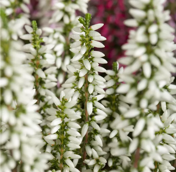 Knospenheide Beauty Ladies® Knospenheide Beauty Ladies®