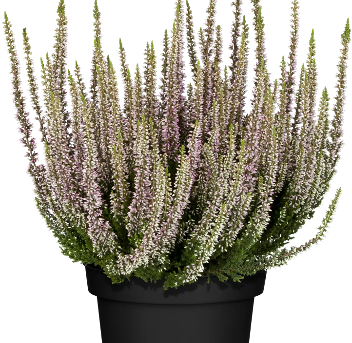 Knospenblüherheide Beauty Ladies Knospenblüherheide Beauty Ladies