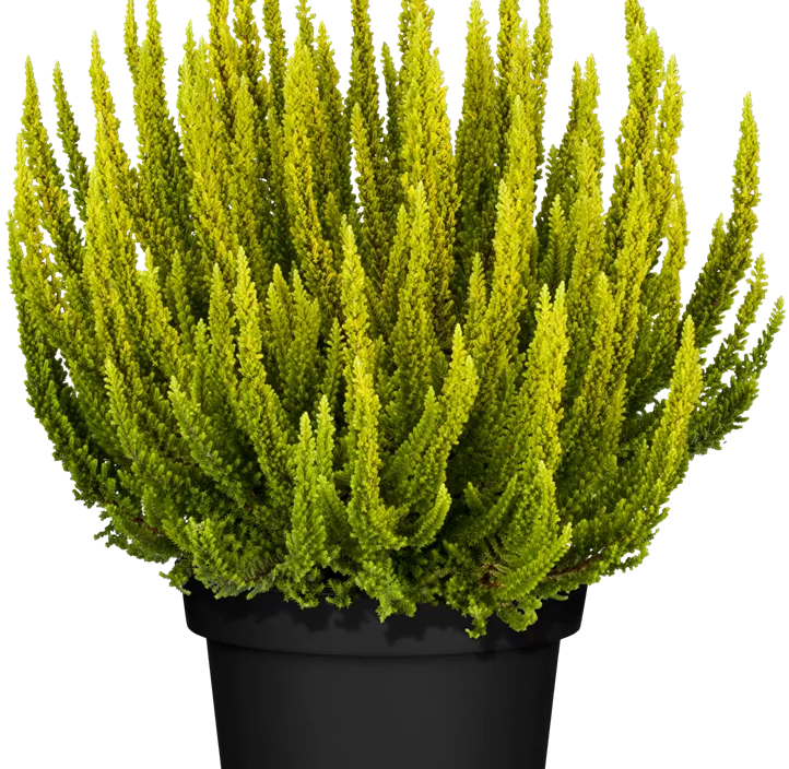 Knospenblüherheide Beauty Ladies Knospenblüherheide Beauty Ladies