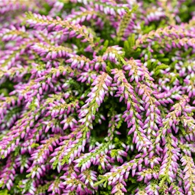 Calluna vulgaris Beauty Ladies einfärbig