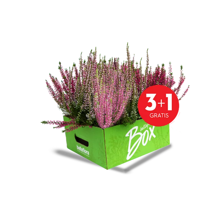 Knospenheide Beauty Ladies®
