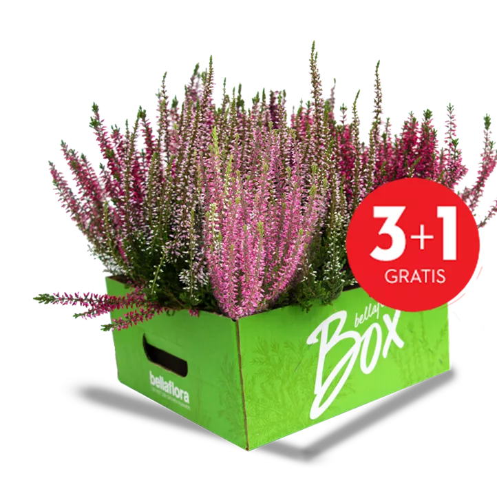 Winterharte Knospenheide Gardengirls®  Winterharte Knospenheide Gardengirls®