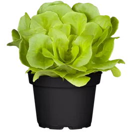 Lactuca sativa