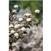 bellaflora Gartencenter GmbH