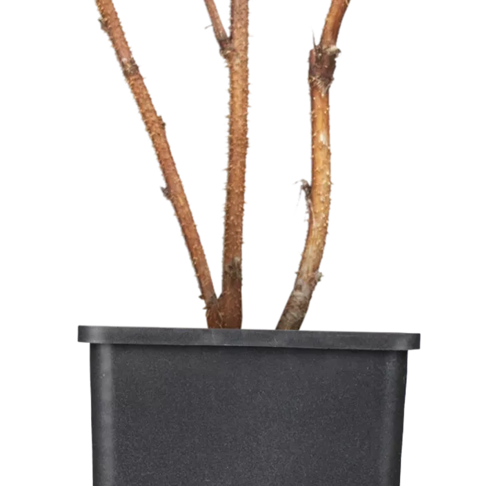 Himbeere 'Heritage' Himbeere 'Heritage'