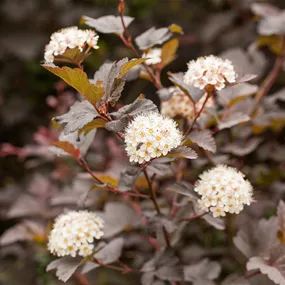 Physocarpus opulifolius Diabolo F