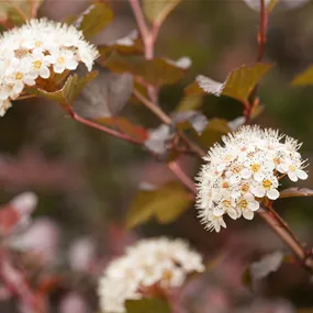 Physocarpus opulifolius Diabolo F