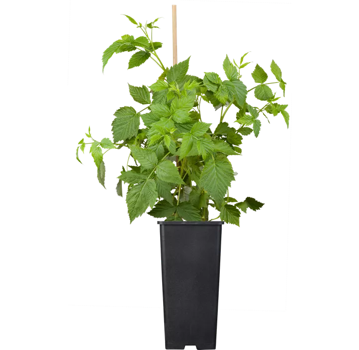 Himbeere 'Sanibelle'®(s)