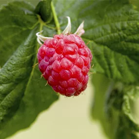 Rubus idaeus BIO Herbsthimbeere