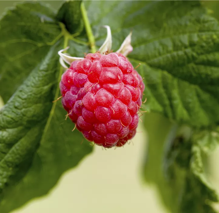 Himbeere 'Sanibelle'®(s)