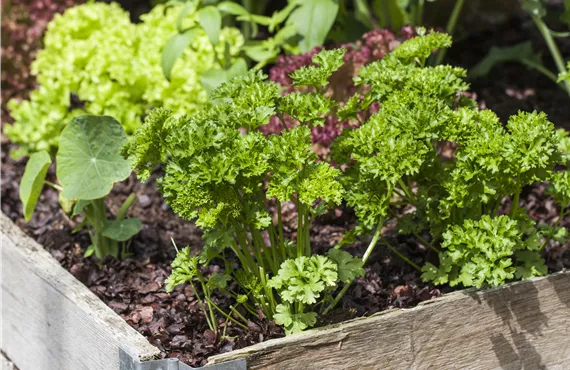 Petroselinum crispum