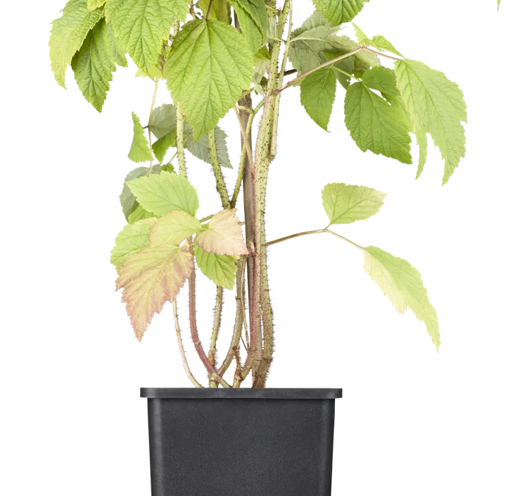 Himbeere 'Tulameen'(s)