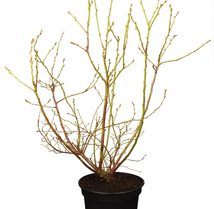 Amerikanische Heidelbeere