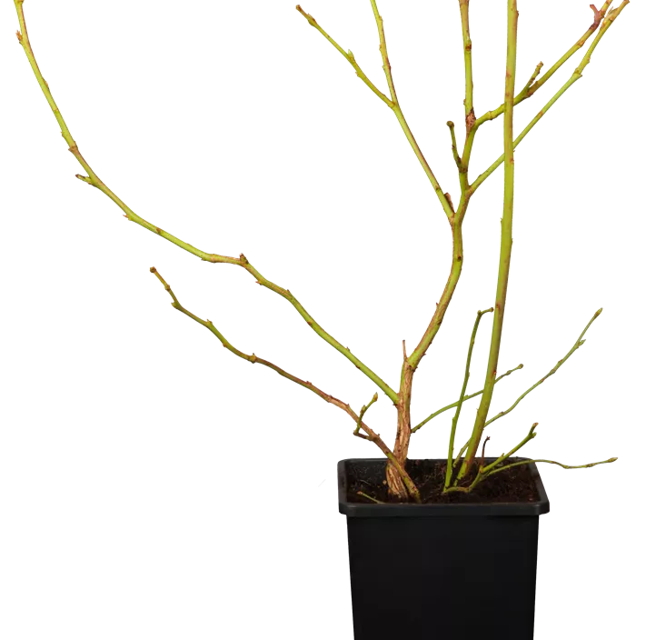 Amerikanische Heidelbeere