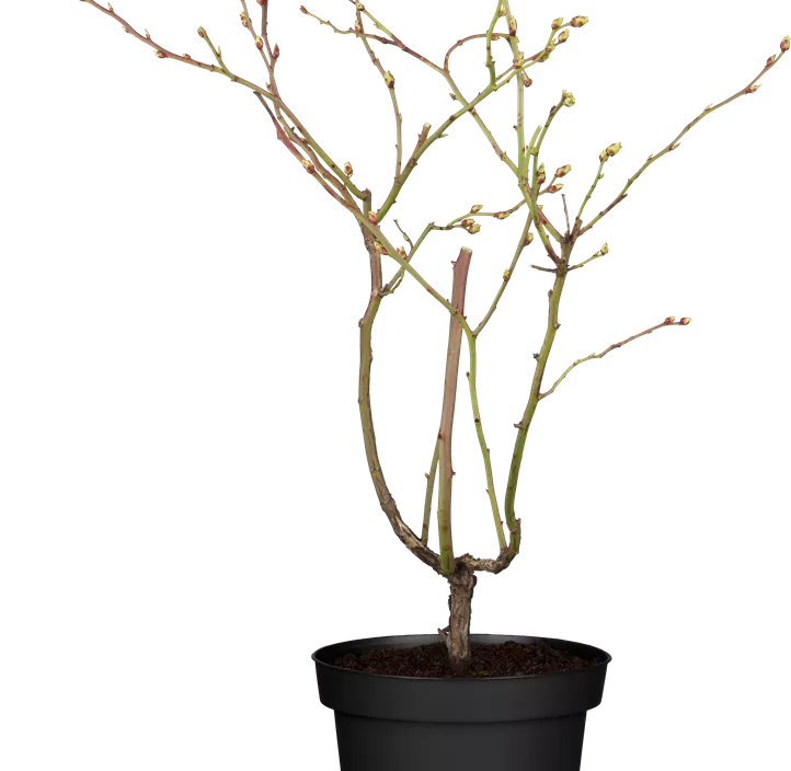 Amerikanische Heidelbeere