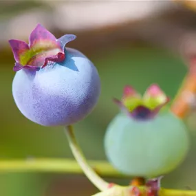 Vaccinium corymbosum, 5 Liter Topf