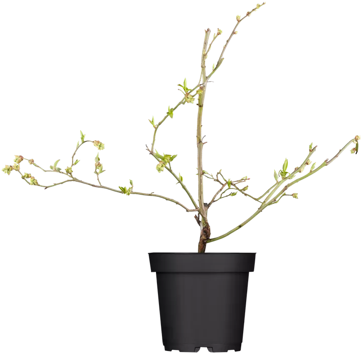 Amerikanische Heidelbeere