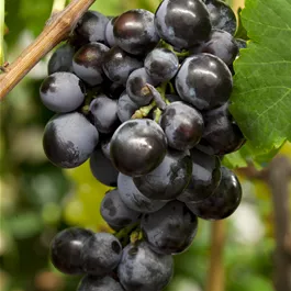 Vitis vinifera Centuri kernlos